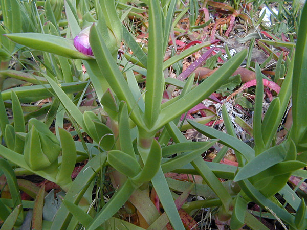 Pigface - Carpobrotus - Ark.au