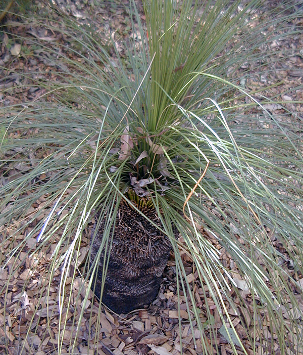 Grass Tree - Xanthorrhoea - Ark.au