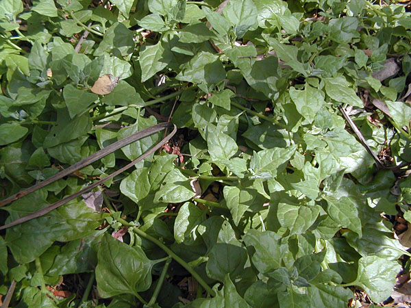 New Zealand Spinach - Ark.au