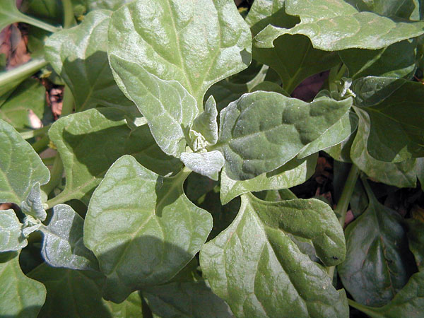 New Zealand Spinach - Tetragonia tetragonoides - Ark.au