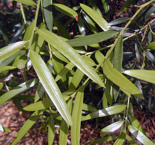 Illawarra plum - Australian Plant-foods - Ark.au