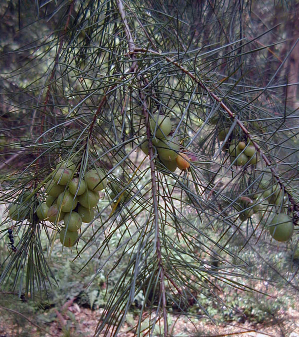 Narrow-leaved Geebung - Persoonia linearis - Ark.au