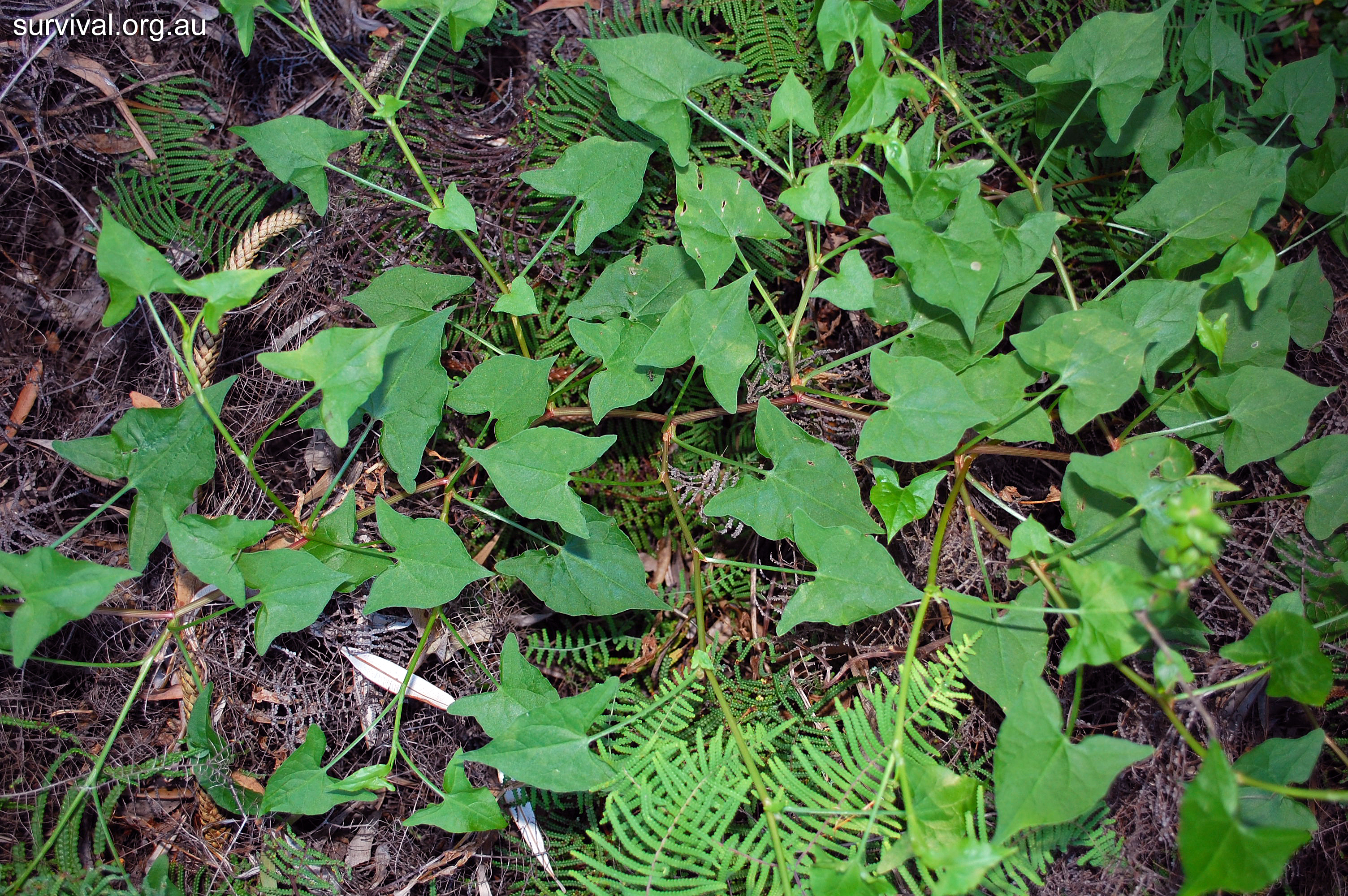 Turkey Rhubarb - Australian Plant-foods - Ark.au