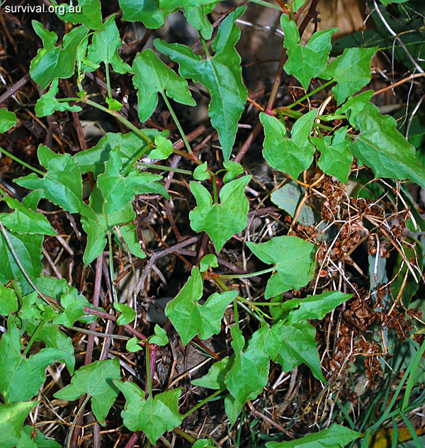 Turkey Rhubarb - Acetosa sagittata - Ark.au