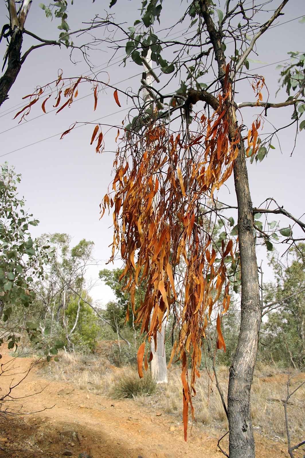 Mistletoe - Australian Plant-foods - Ark.au