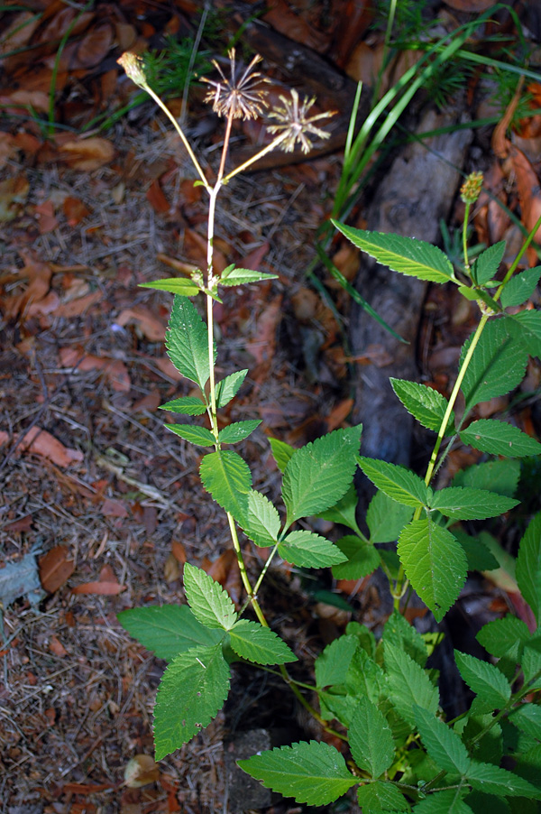 Farmer's Friends - Bidens pilosa - Ark.au