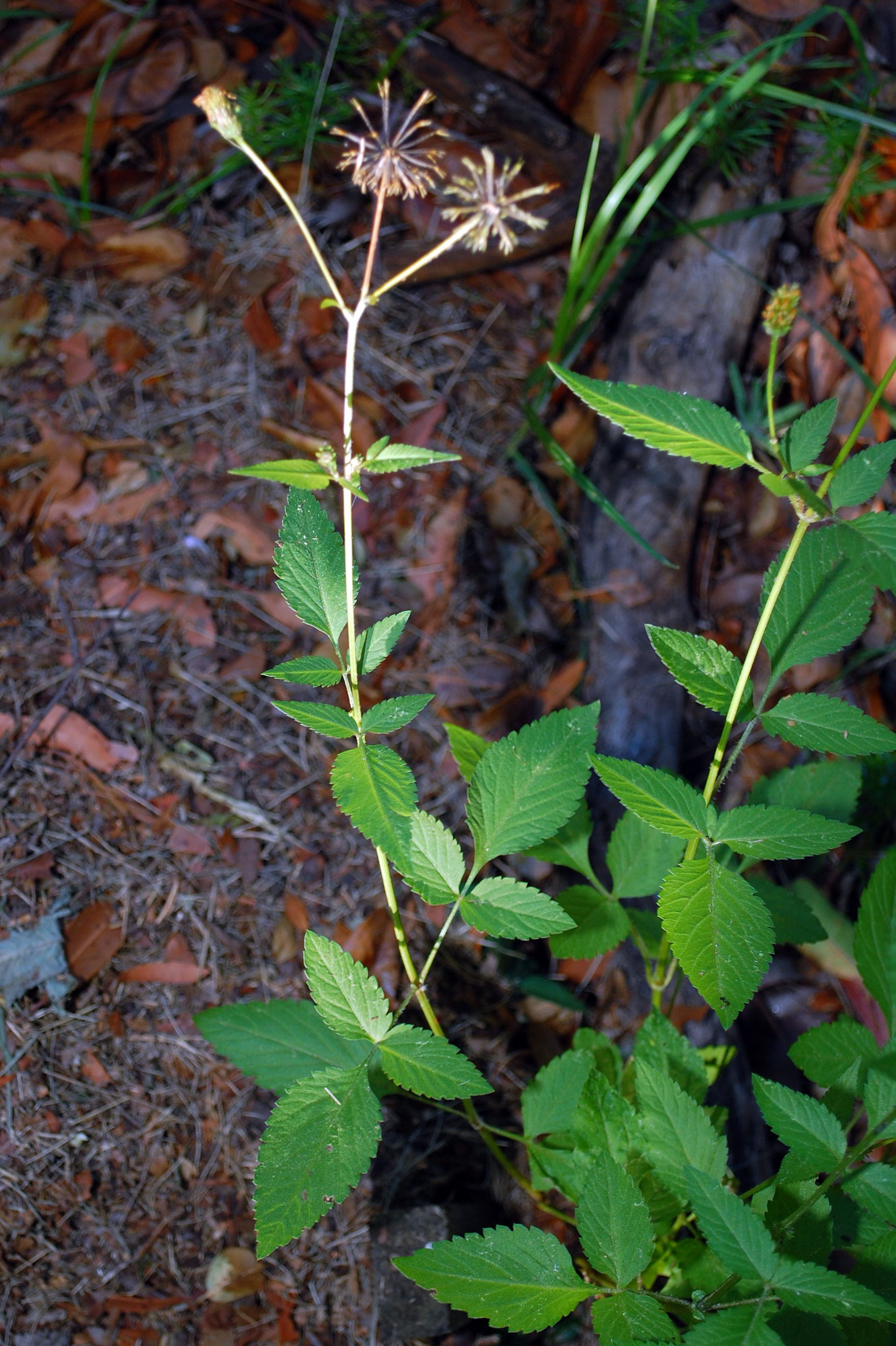 Farmer's Friends - Australian Plant-foods - Ark.au