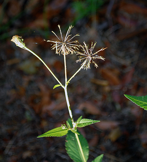 Farmer's Friends - Bidens pilosa - Ark.au