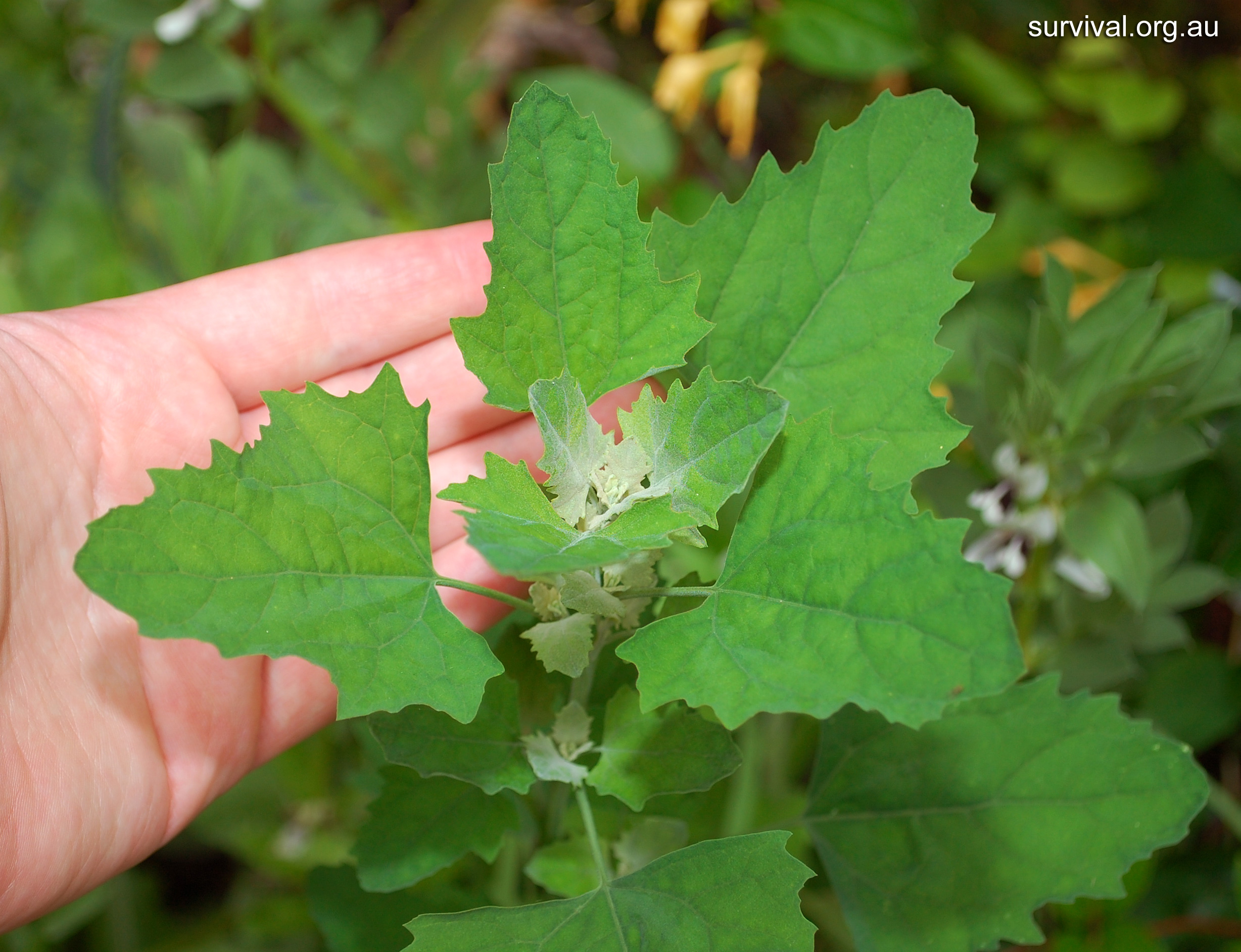 Fat Hen - Australian Plant-foods - Ark.au