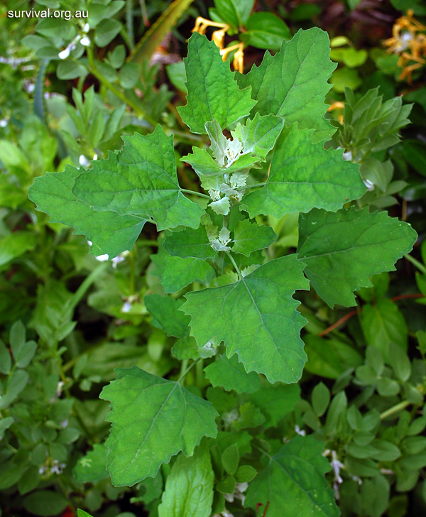 Fat Hen - Chenopodium album - Ark.au