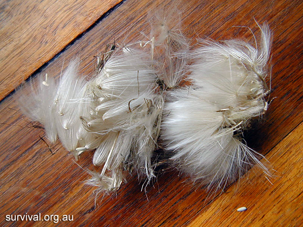 Thistle - Cirsium vulgare - Ark.au