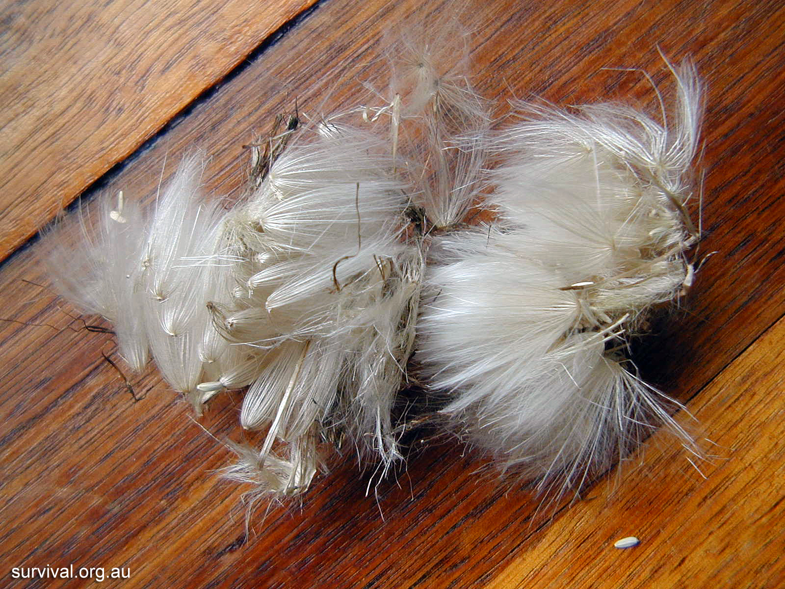 Thistle - Australian Plant-foods - Ark.au