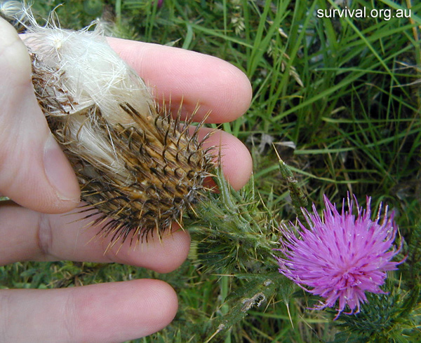 Thistle - Cirsium vulgare - Ark.au