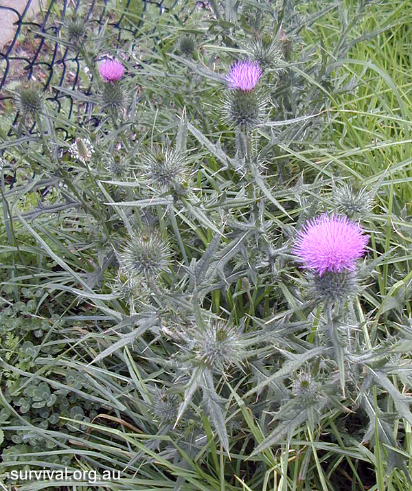 Thistle - Cirsium vulgare - Ark.au