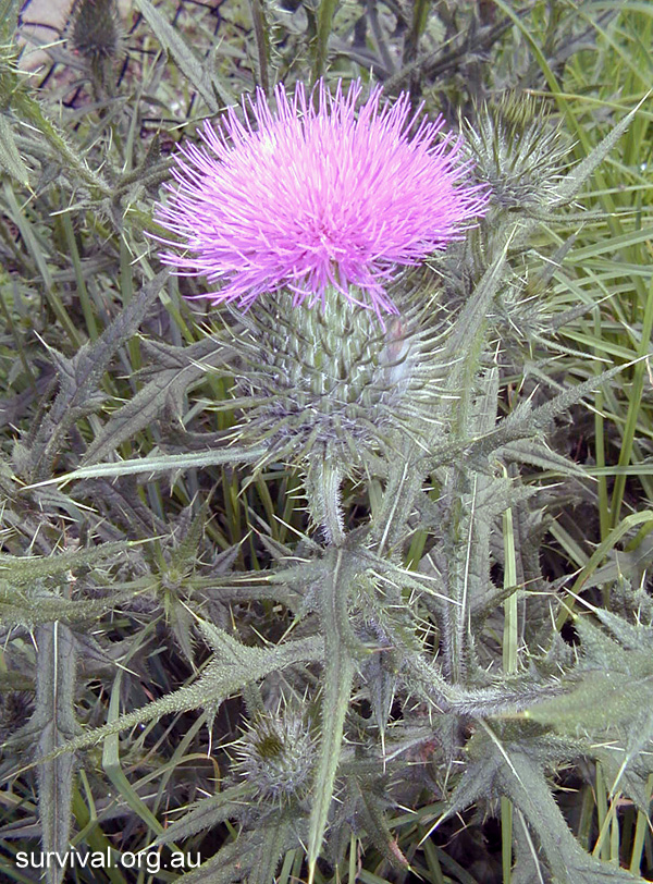 Thistle - Cirsium vulgare - Ark.au