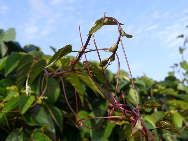 Kangaroo Vine - Australian Plant-foods - Ark.au