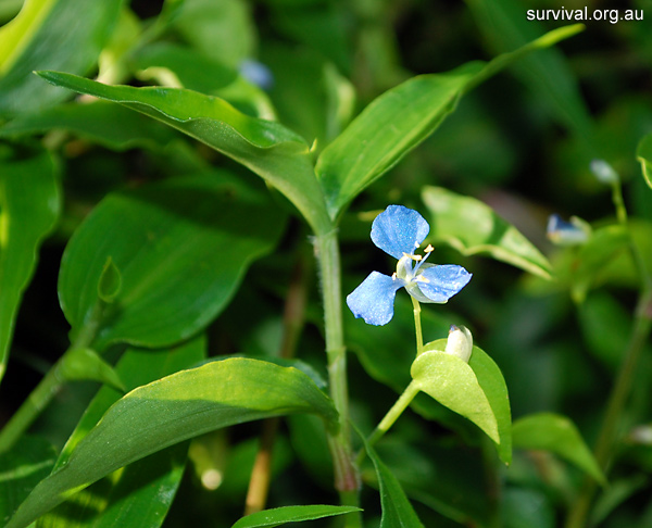 Scurvy Weed - Commelina cyanea - Ark.au