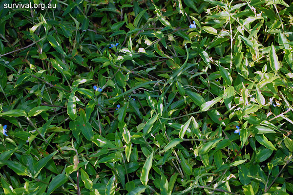 Scurvy Weed - Commelina cyanea - Ark.au