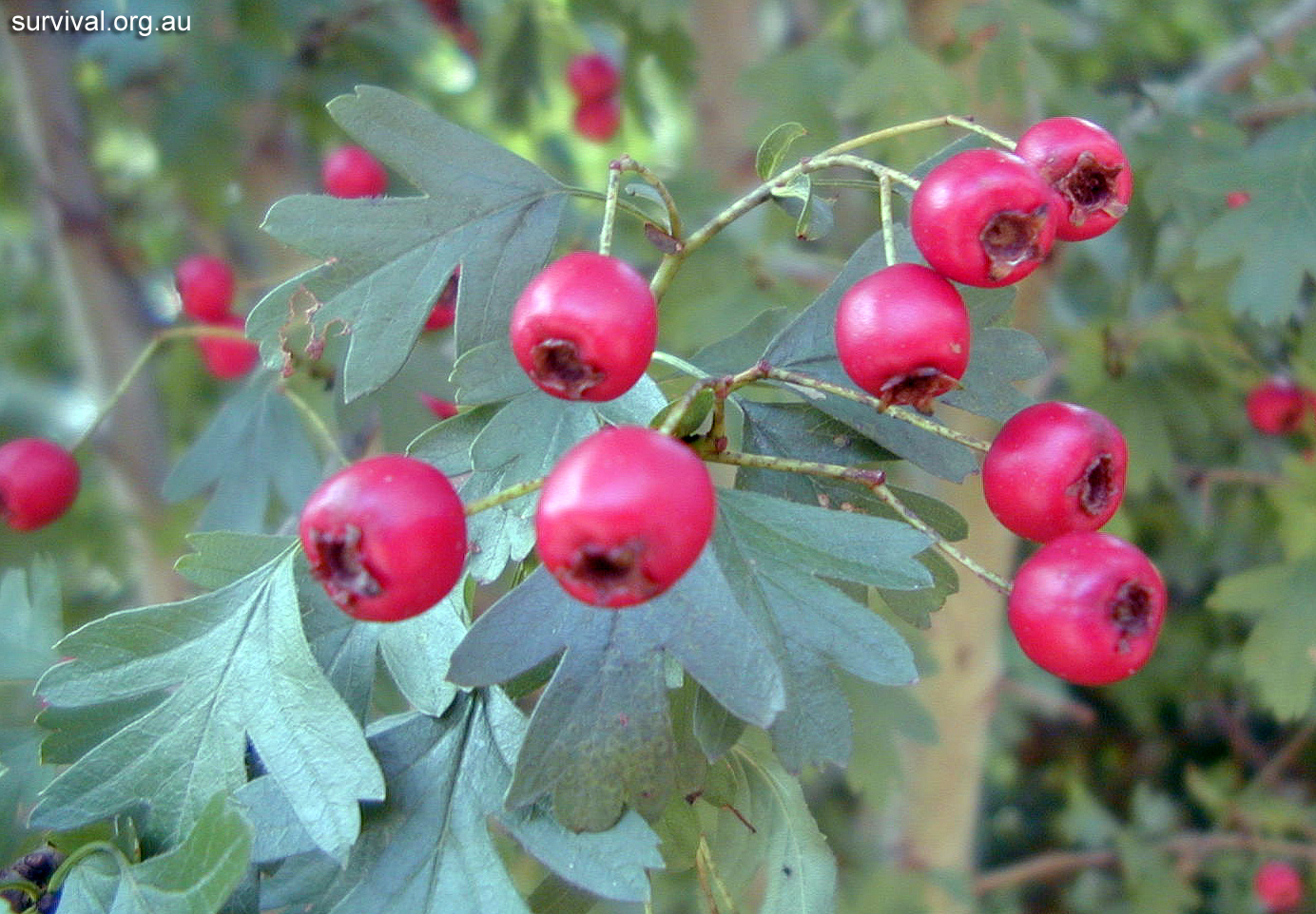 Hawthorn - Australian Plant-foods - Ark.au