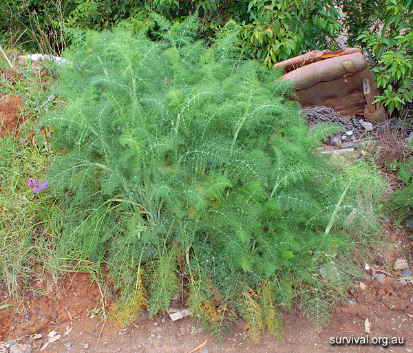 Fennel - Foeniculum vulgare - Ark.au