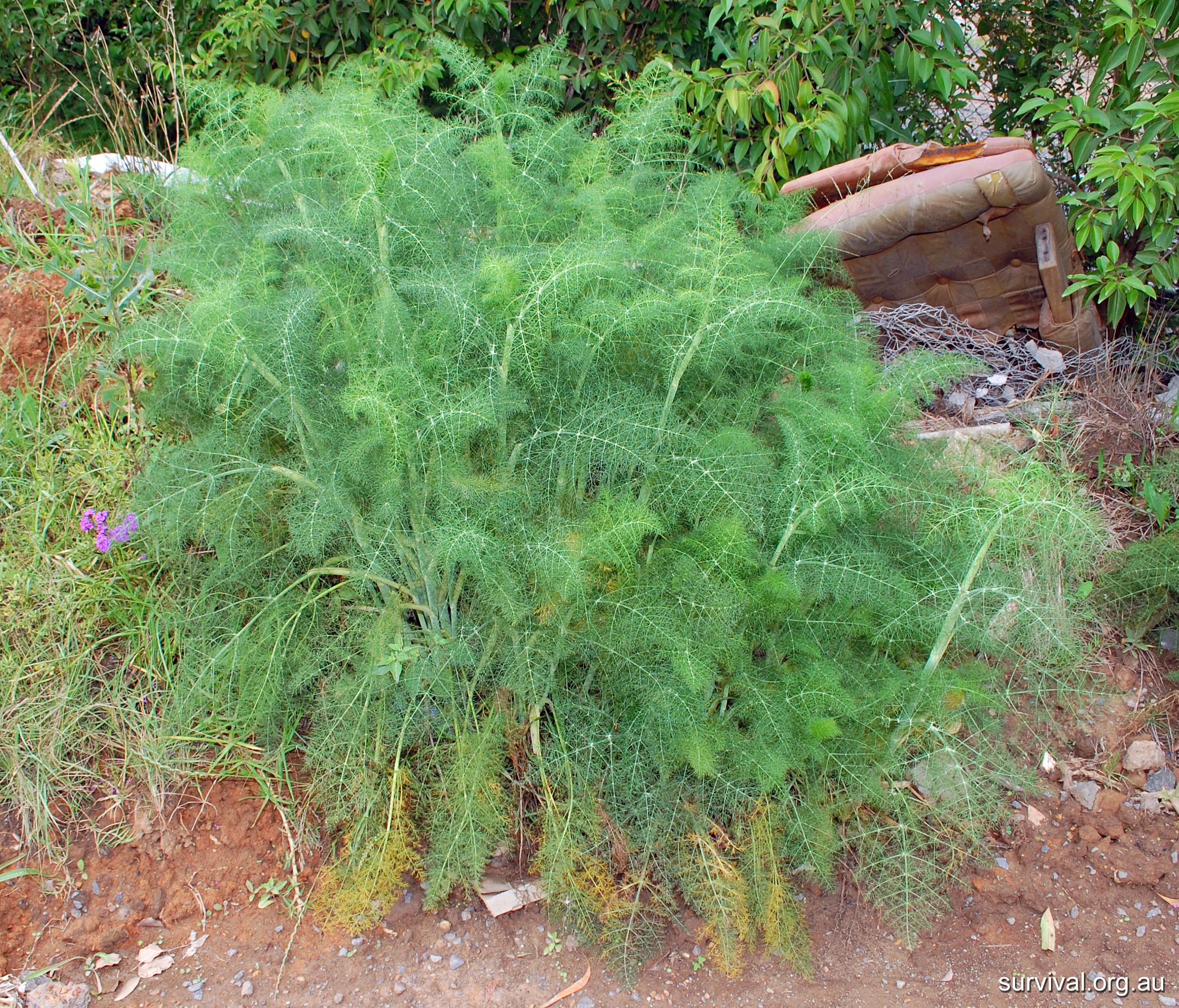 Fennel - Australian Plant-foods - Ark.au