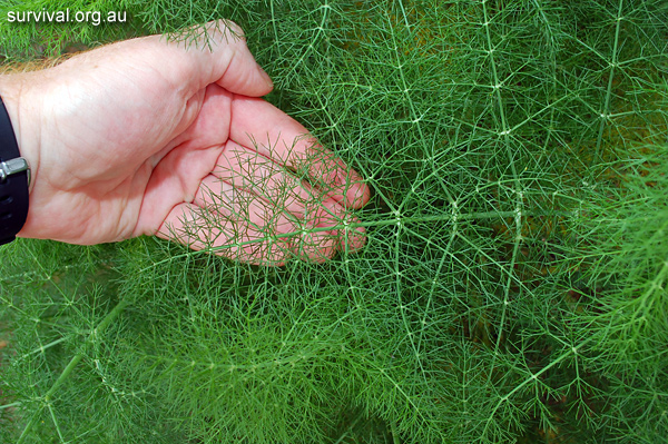 Fennel - Foeniculum vulgare - Ark.au