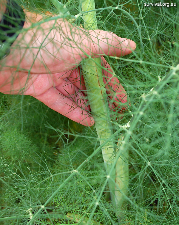 Fennel - Foeniculum vulgare - Ark.au