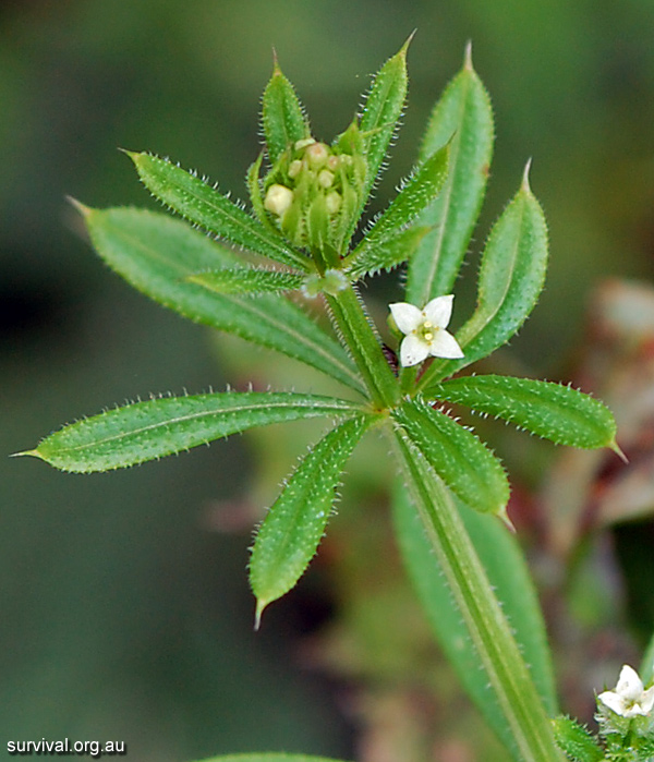 Cleavers - Australian Plant-foods - Ark.au