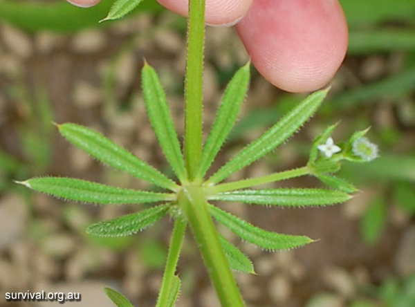 Cleavers - Galium aparine - Ark.au