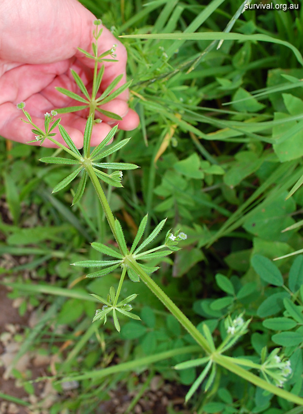 Cleavers - Galium aparine - Ark.au