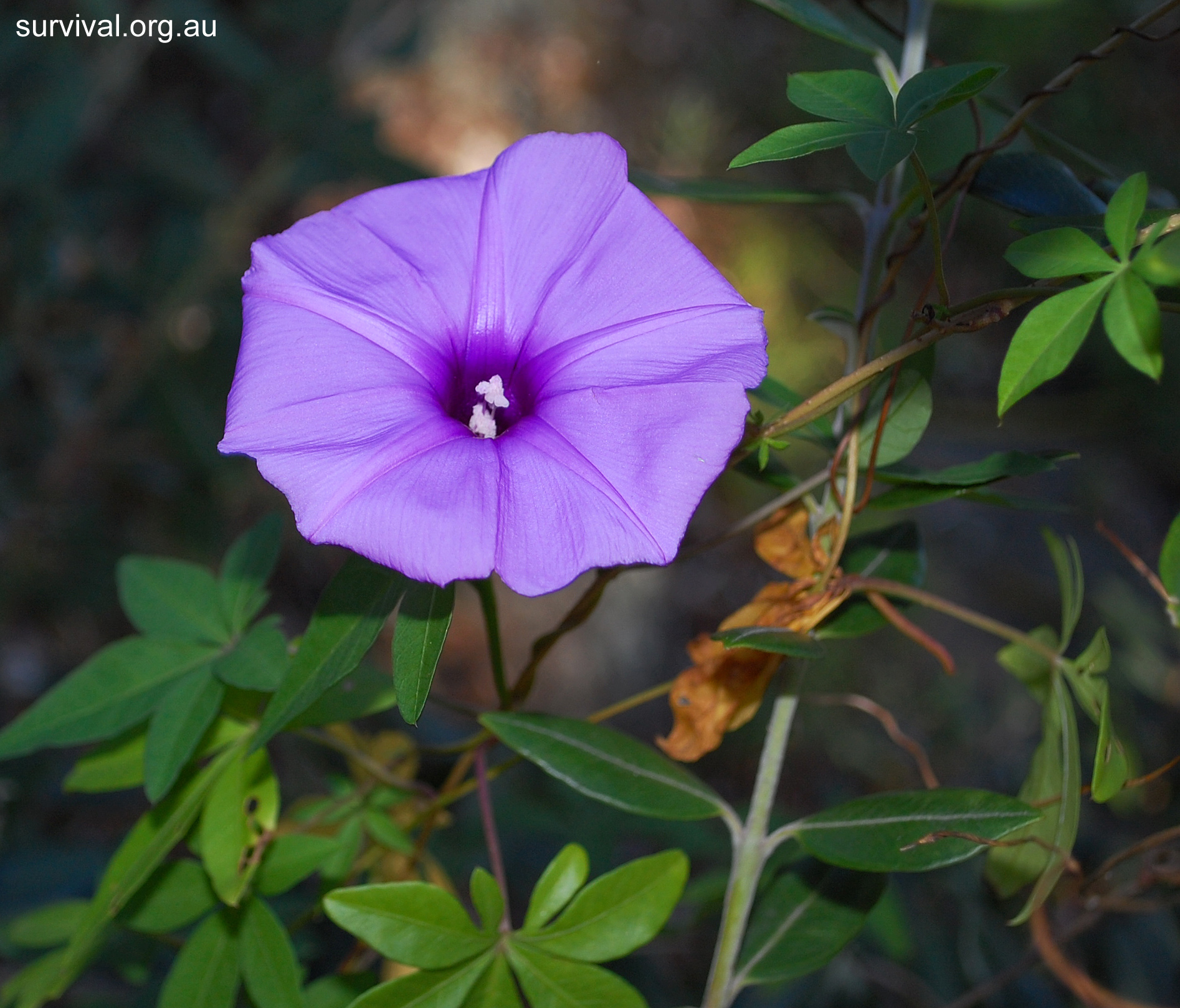 Coastal Morning Glory - Australian Plant-foods - Ark.au