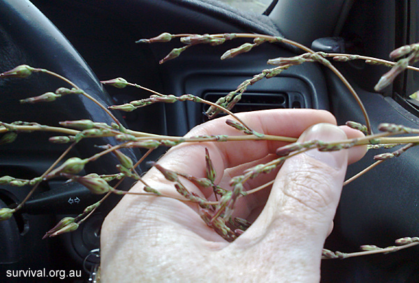 Prickly Lettuce - Lactuca serriola - Ark.au