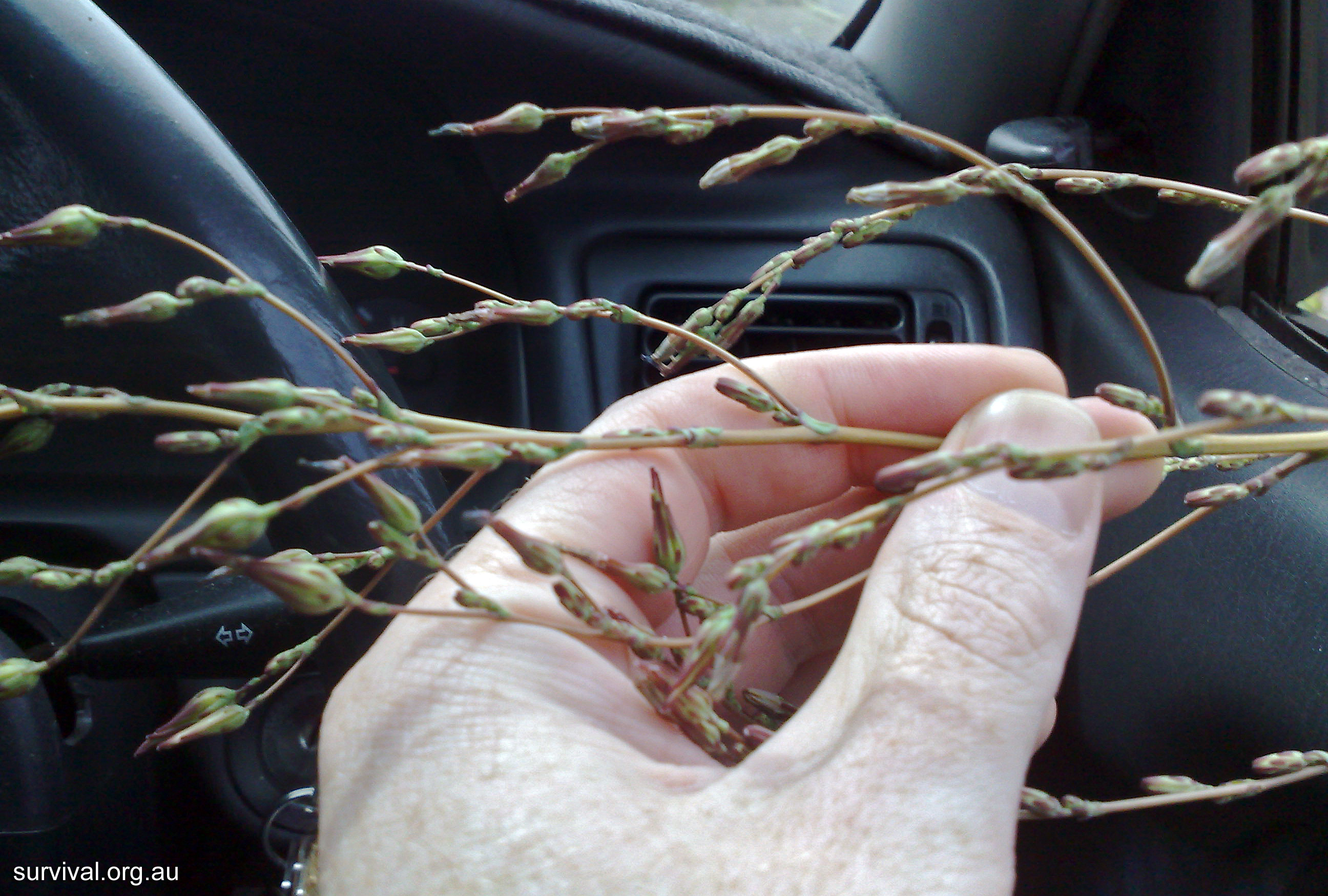 Prickly Lettuce - Ark.au