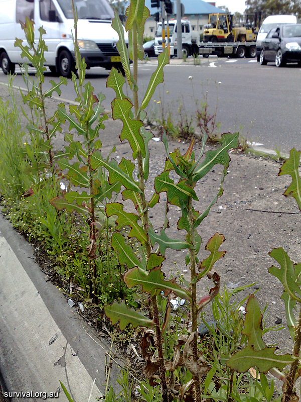 Prickly Lettuce - Lactuca serriola - Ark.au