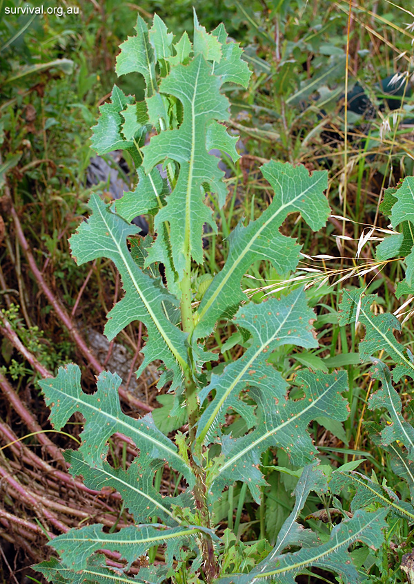 Prickly Lettuce - Lactuca serriola - Ark.au