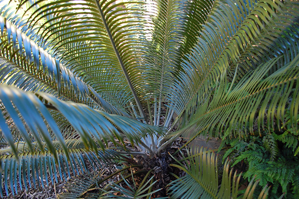 Cycads / Burrawangs - Lepidozamia peroffskyana - Ark.au