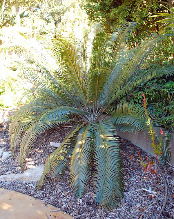 Cycads / Burrawangs - Lepidozamia peroffskyana - Ark.au