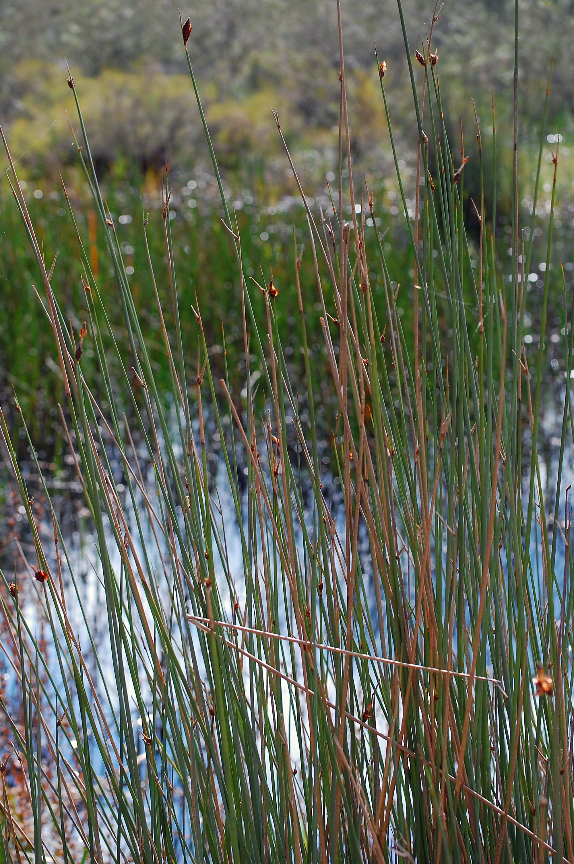 Grey Sedge - Australian Plant-foods - Ark.au