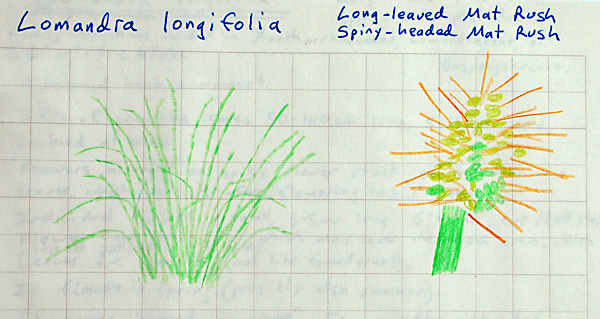 Mat-Rush - Lomandra longifolia - Ark.au