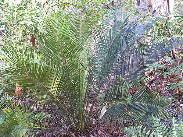 Cycads / Burrawangs - Australian Plant-foods - Ark.au