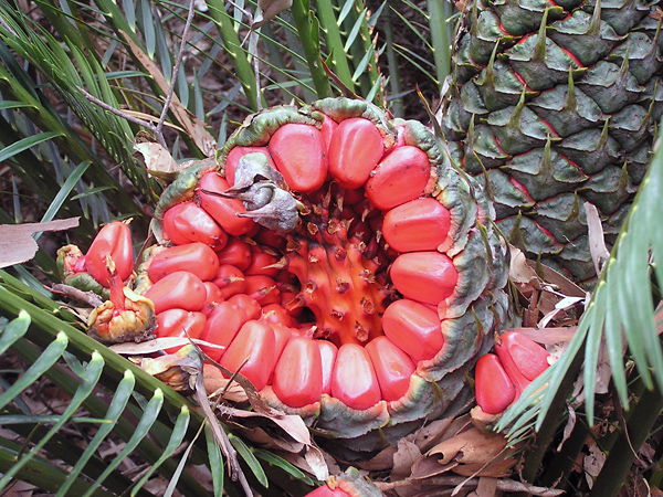 Cycads / Burrawangs - Macrozamia communis - Ark.au