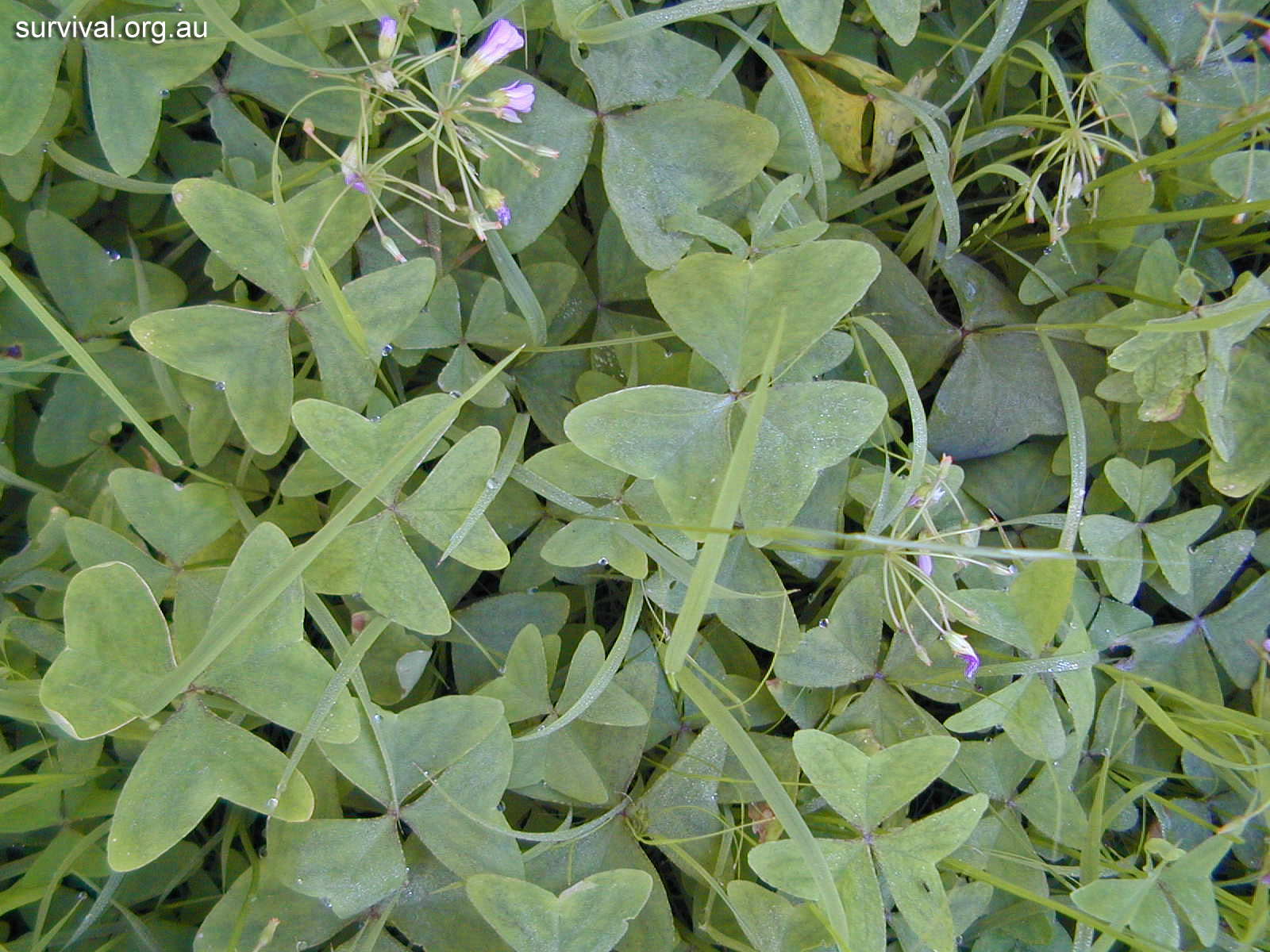 Wood Sorrel - Australian Plant-foods - Ark.au