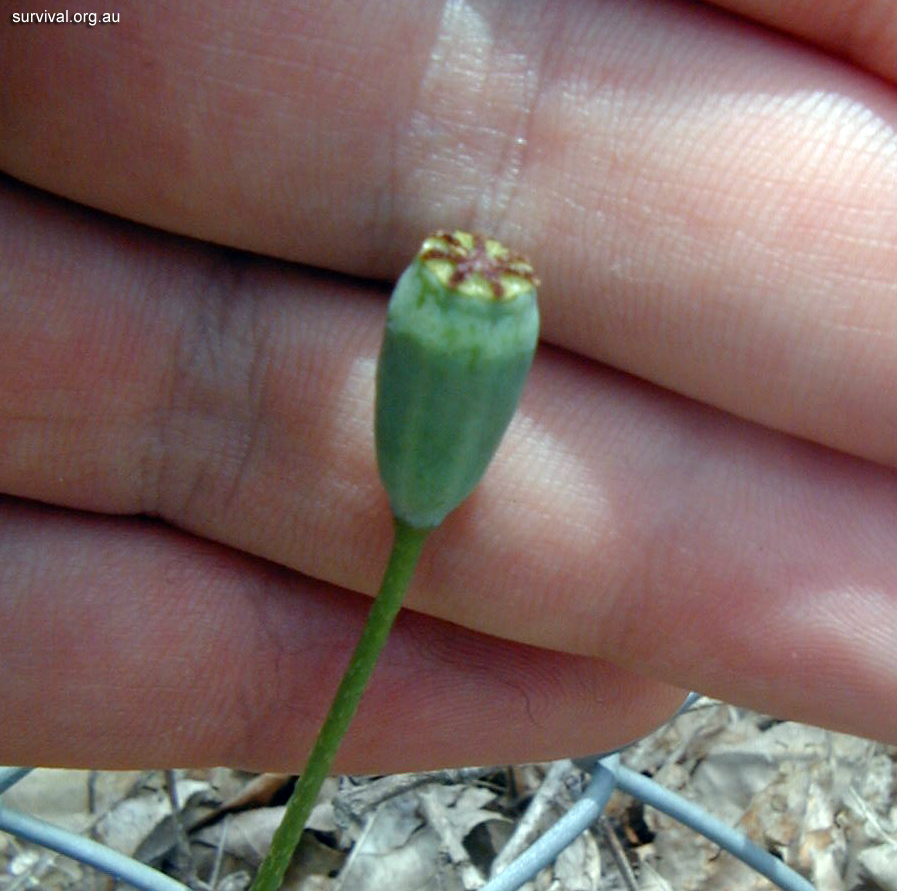 Poppy - Australian Plant-foods - Ark.au