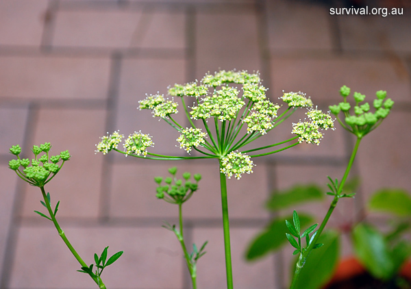 Wild Parsley - Petroselinum crispum - Ark.au