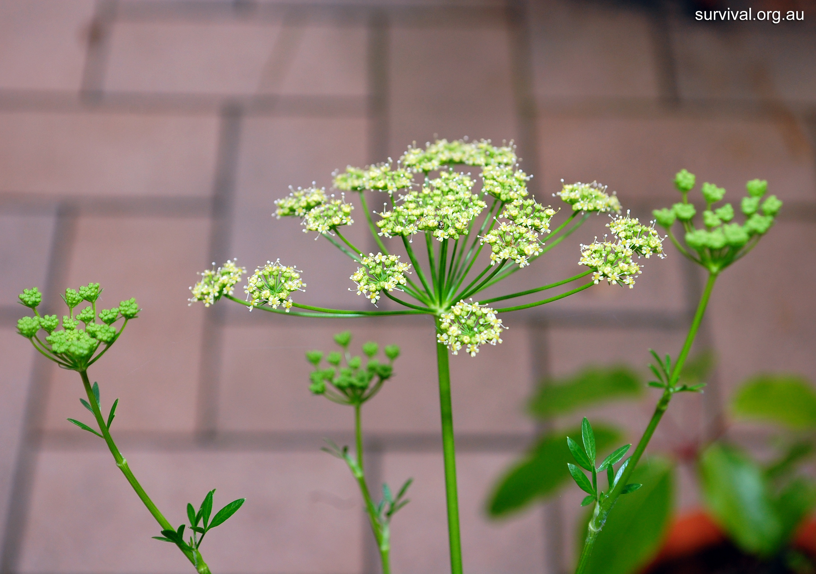 Wild Parsley - Australian Plant-foods - Ark.au