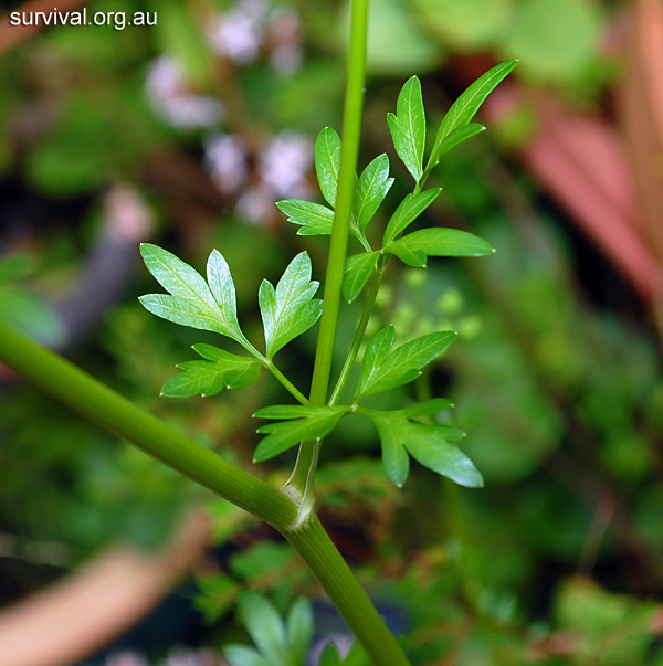 Wild Parsley - Petroselinum crispum - Ark.au