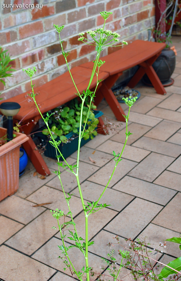 Wild Parsley - Petroselinum crispum - Ark.au