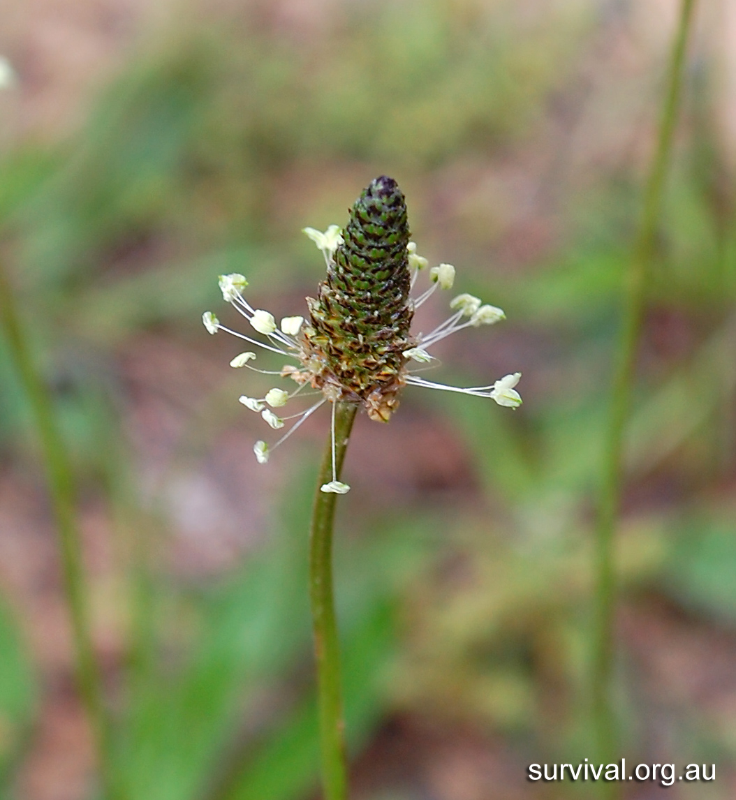 Plantain - Australian Plant-foods - Ark.au