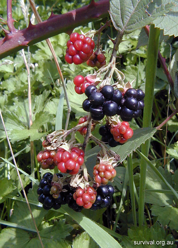 Blackberries - Rubus fruticosus - Ark.au