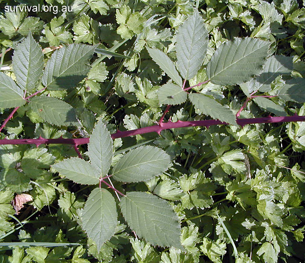 Blackberries - Rubus fruticosus - Ark.au